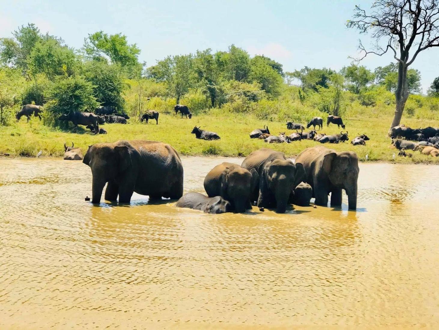 Wild Heaven Udawalawe Hotel Ngoại thất bức ảnh