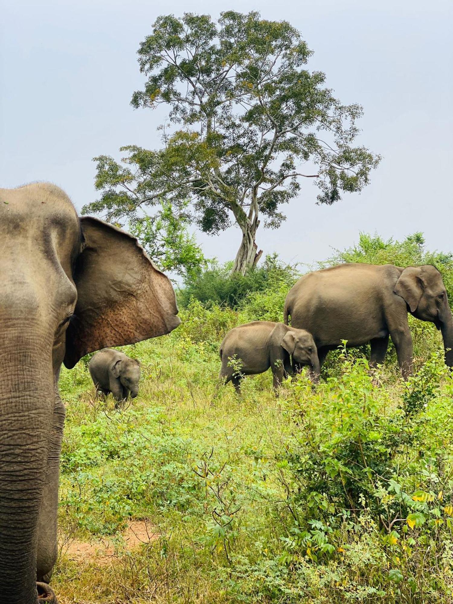 Wild Heaven Udawalawe Hotel Ngoại thất bức ảnh