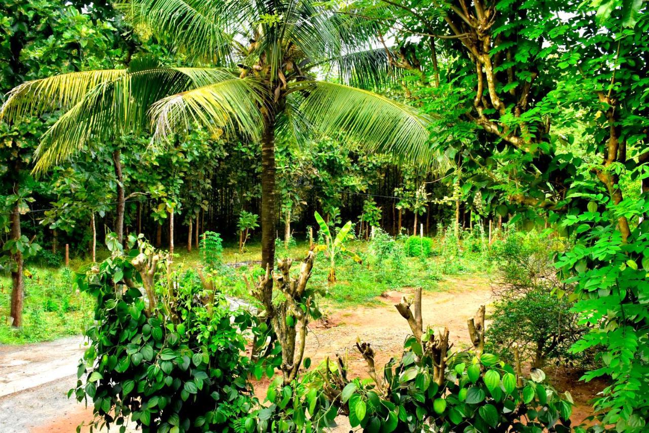 Wild Heaven Udawalawe Hotel Ngoại thất bức ảnh